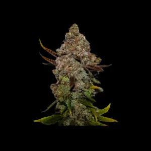 bavarian botanicals seeds auto original skunk #1 (3 x cannabissamen)